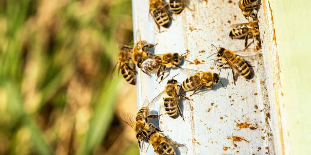 Pests Are Active During Summer